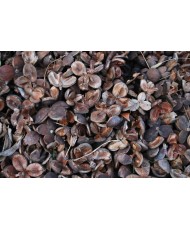Camelia oil