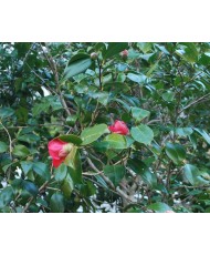 Camelia oil